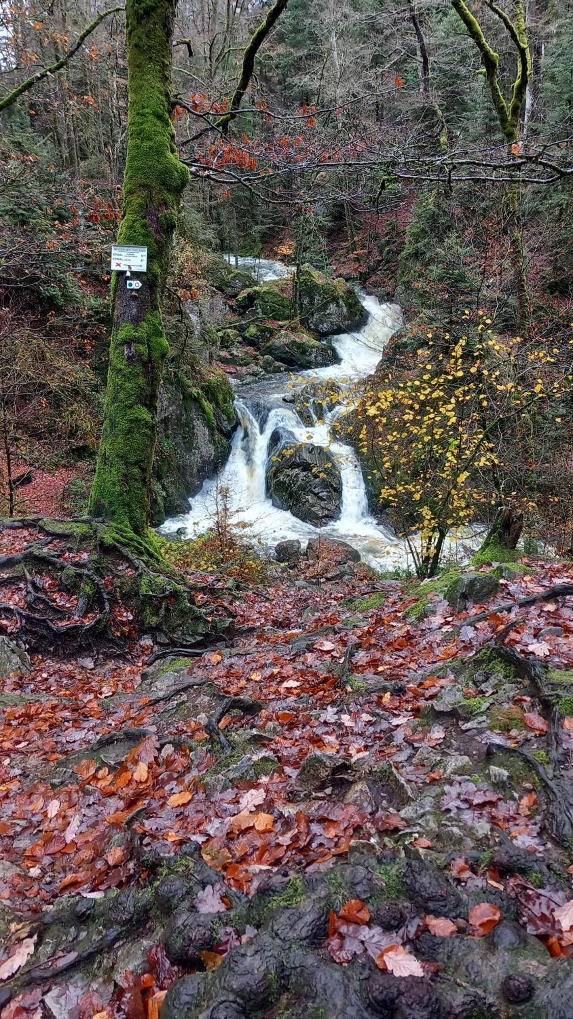 Chez Gigi Et Malou - Gite Brimbelle Champ-le-Duc Exteriör bild